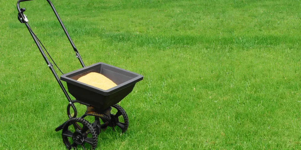 Dense green turf after lawn care service