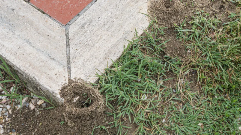Fire ant mound and ant control service evidence