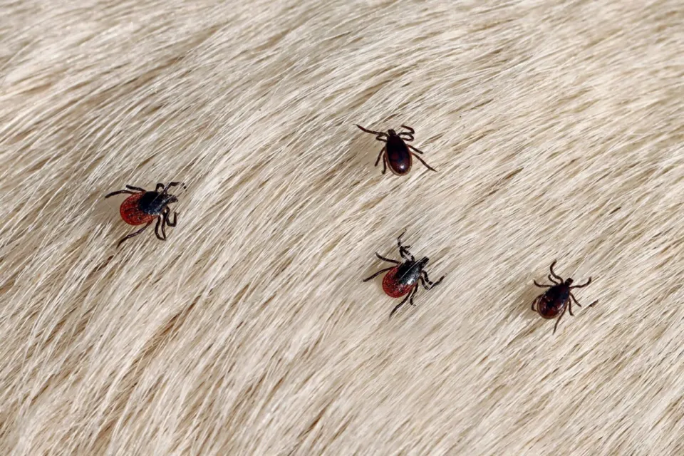 Flea and tick pest control for Columbia SC lawns