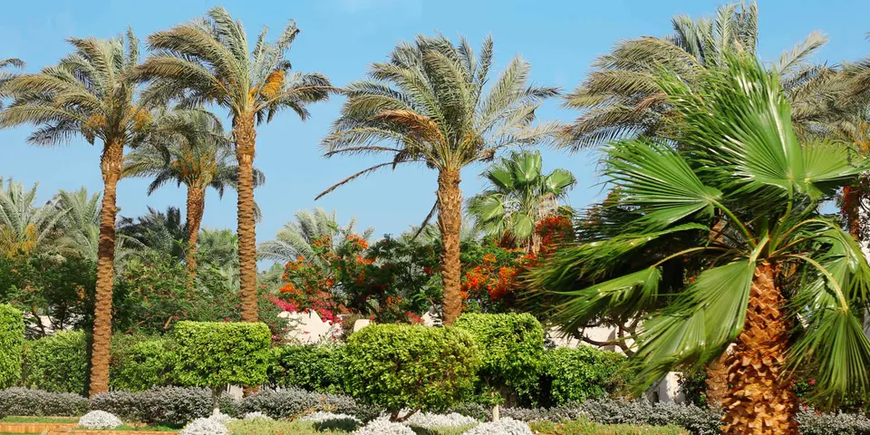 Tropical-style landscape bed with palms and mulch