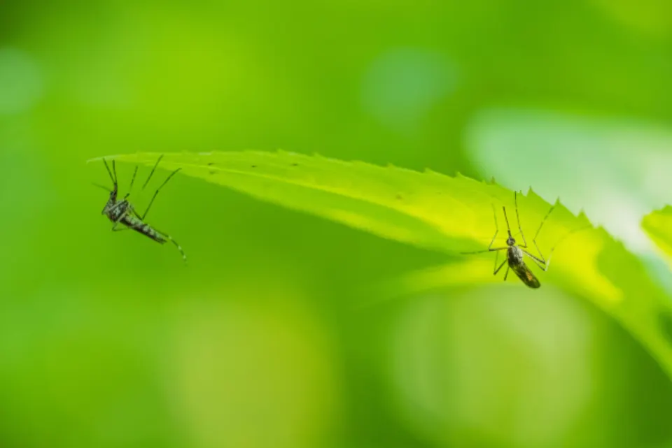 Mosquito control treatment for outdoor spaces